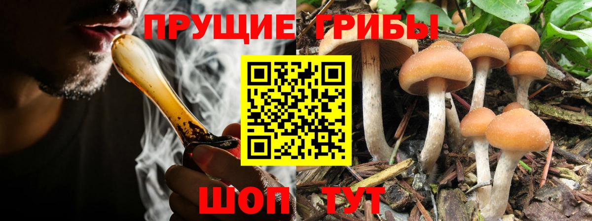 Галлюциногенные грибы Psilocybe  где продают   Вход с VPN  Чита  Галлюциногенные грибы Psilocybine cubensis 